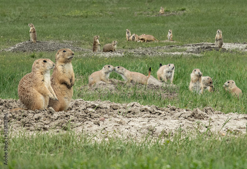 A big family of prairie dogs in Badlands National Park