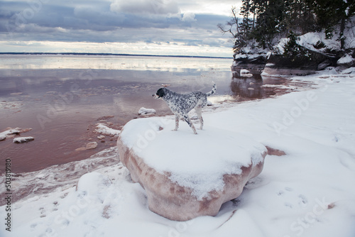 Spotted, three legged dog taking in the view in muddy, snow cover bay. photo