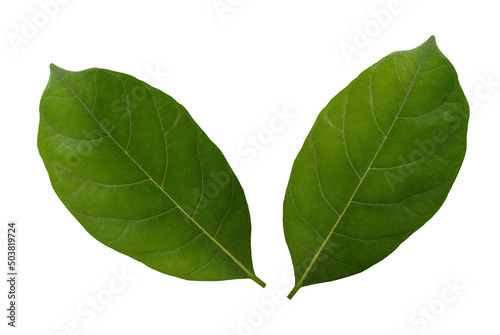Jackfruit leaf isolated on white background with clipping path.