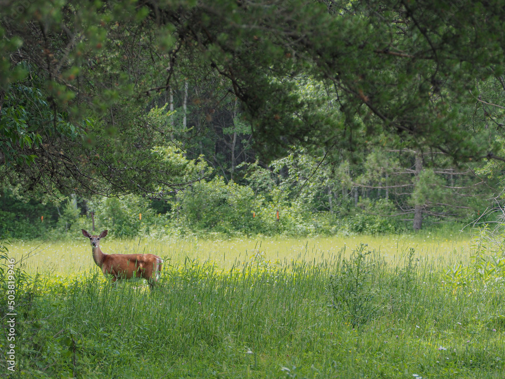 Deer doe standing in a field looking at the photographer Deer doe standing in a field looking at the photographer