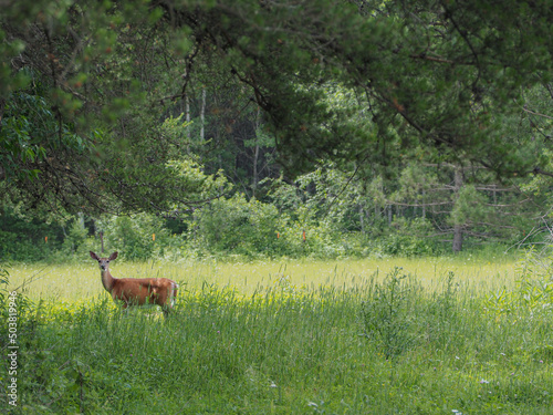 Deer doe standing in a field looking at the photographer