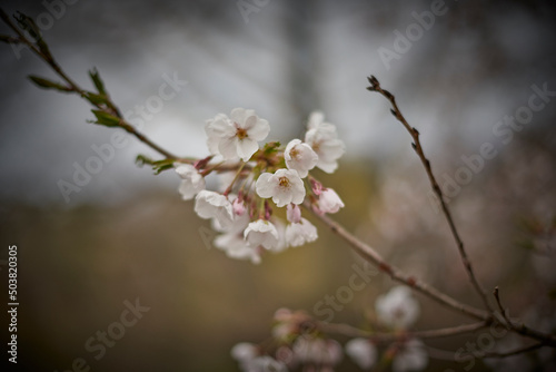 Cherry blossoms  © Eli