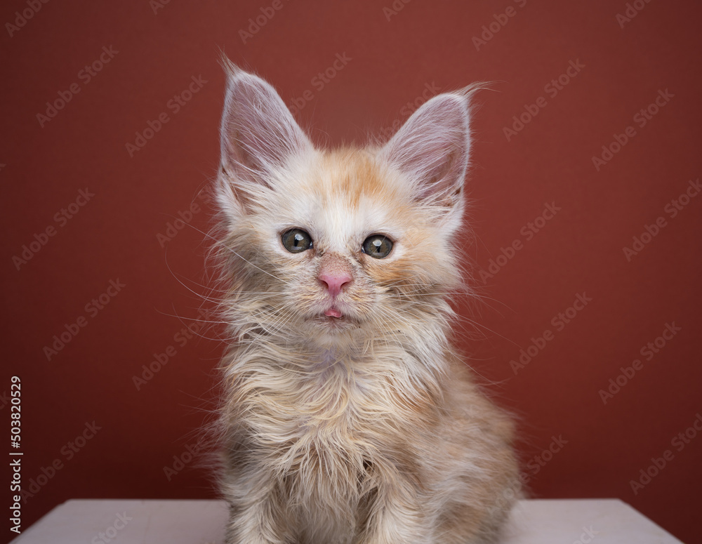 Ταπετσαρία poor scruffy ginger kitten looking at camera portrait on red brown background wi