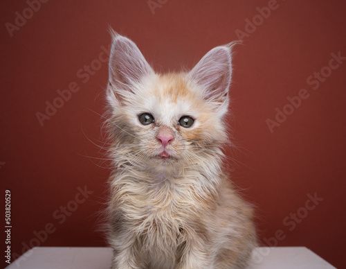 poor scruffy ginger kitten looking at camera portrait on red brown background with copy space photo