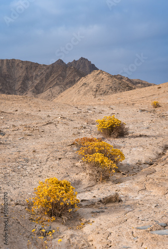 View of dry shrubland with rocky hills in the background photo