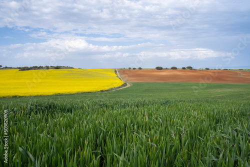 different types of crops under a cloudy sky, green cereal fields, yellow rapeseed planting, and a brown fallow land, three colors of the earth in springtime