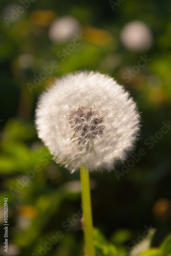 Blooming dandelion in the early evening sun. Whole blown dandelion in the grass in the meadow.