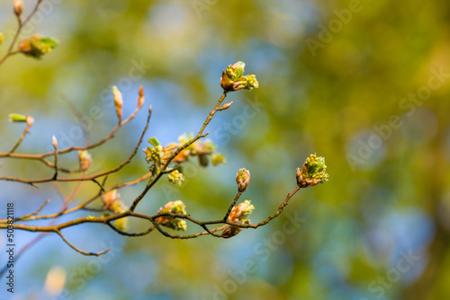 Knospen der Rotbuche mit frischen Blättern und Blüten öffnen sich | Fagus sylvatica | opening buds with leaves and flowers of common beech