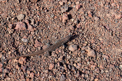 Close up of the filfola lizard or Maltese wall lizard photo