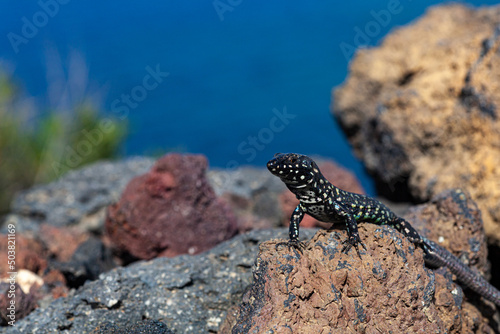 Close up of the filfola lizard or Maltese wall lizard photo