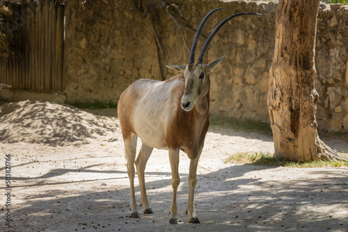 Scimitar-Horned Oryx (Oryx dammah) in Lisbon zoo photo