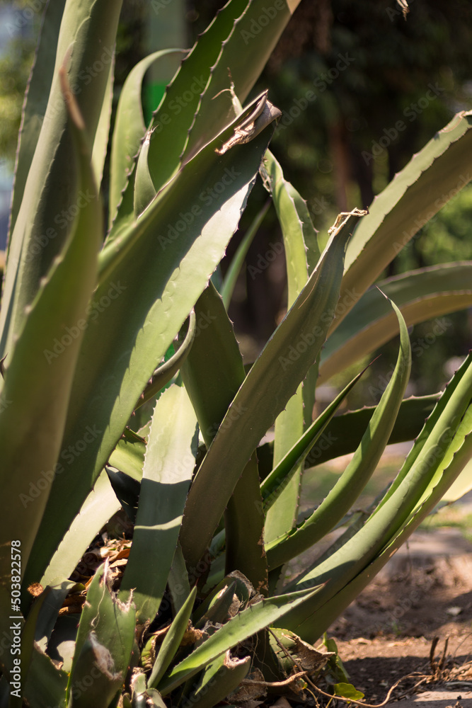 Obraz premium Maguey