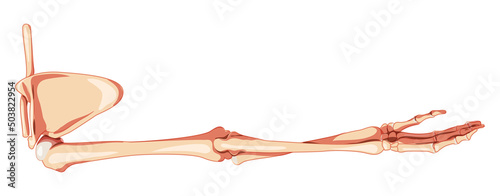 Upper limb Arm with Shoulder girdle Skeleton Human back Posterior dorsal view. Set of Anatomically correct hands, clavicle, scapula realistic flat natural color concept Vector illustration isolated