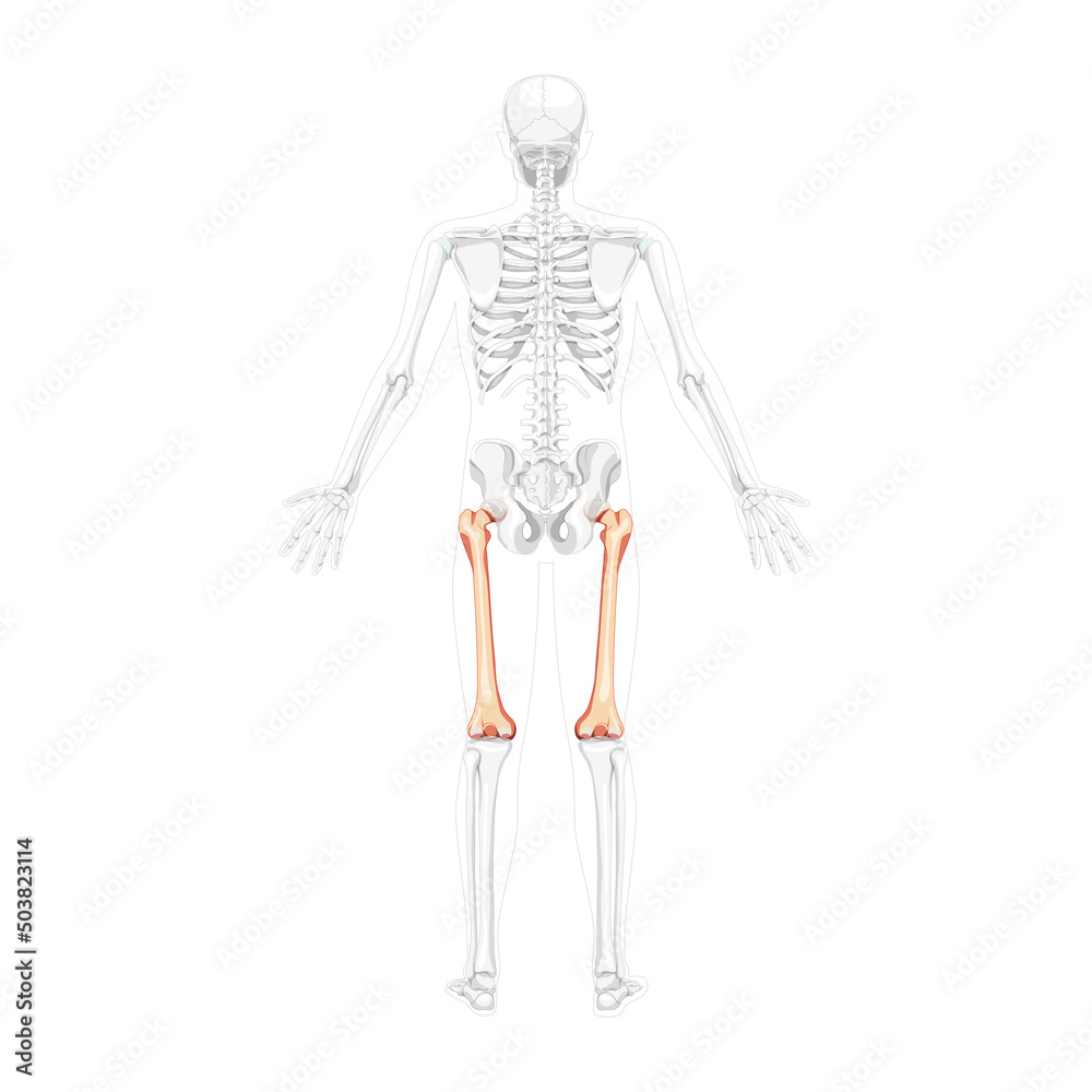 Skeleton femur thigh bone Human back view with two arm poses with partly transparent bones position. Realistic flat natural color concept Vector illustration of anatomy isolated on white background