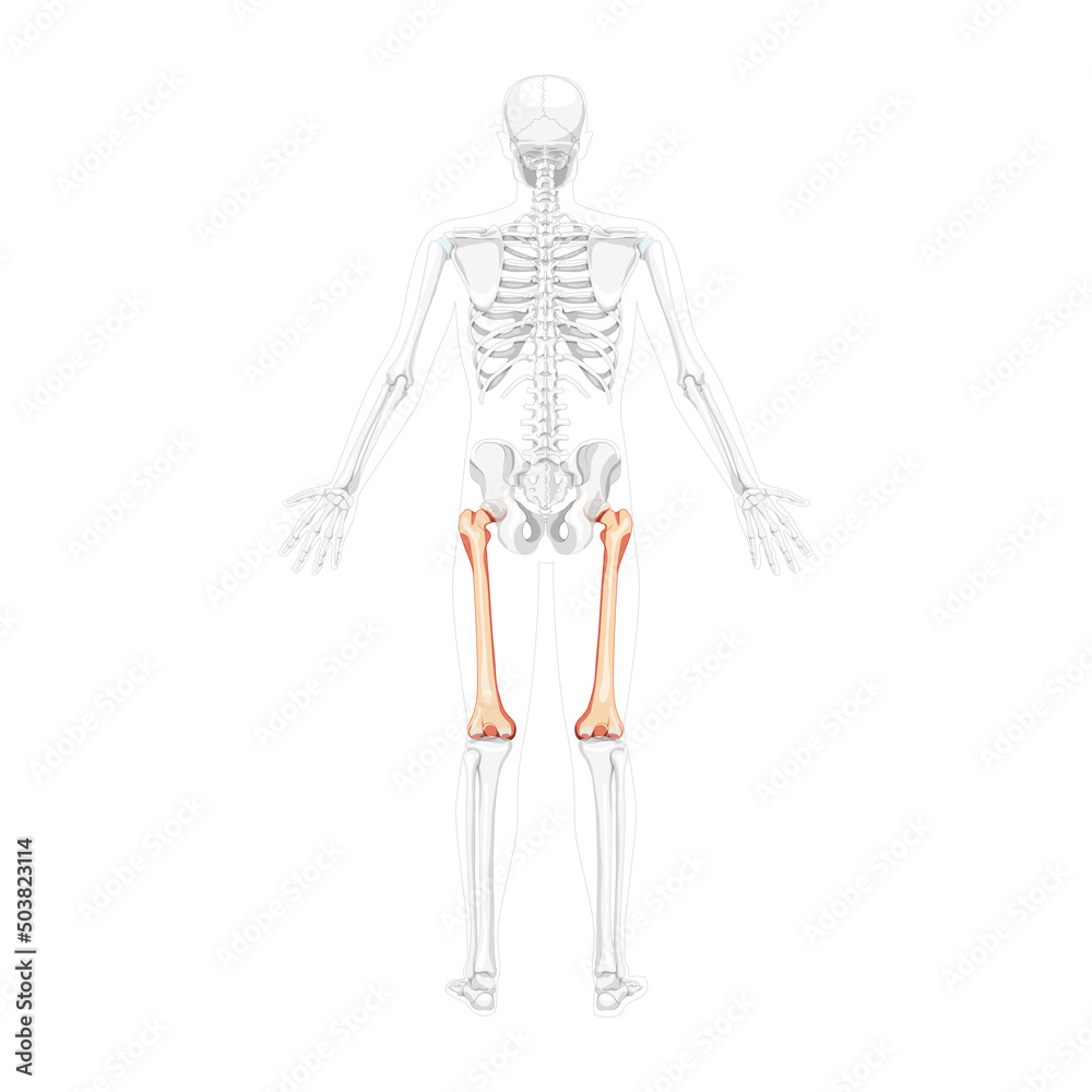 Skeleton femur thigh bone Human back view with two arm poses with partly transparent bones position. Realistic flat natural color concept Vector illustration of anatomy isolated on white background Skeleton femur thigh bone Human back view with two arm poses with partly transparent bones position. Realistic flat natural color concept Vector illustration of anatomy isolated on white background