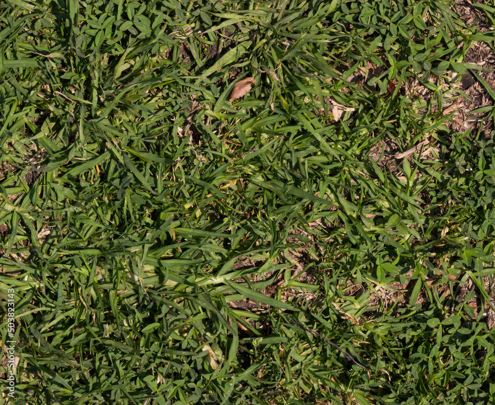 Textura de Pasto