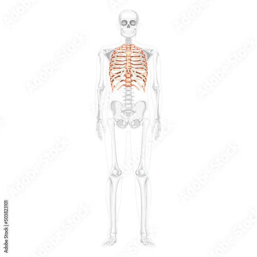 Rib cage Skeleton Human front view ventral, lateral, and dorsal with partly transparent skeleton position. Set of realistic flat natural color concept Vector illustration of anatomy isolated on white