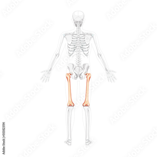 Skeleton femur thigh bone Human back view with two arm poses with partly transparent bones position. Realistic flat natural color concept Vector illustration of anatomy isolated on white background photo