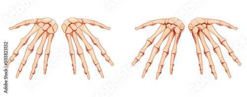 Hands Skeleton Human front back view. Set of carpals, wrist, metacarpals, phalanges. Anatomically correct 3D realistic flat natural color concept Vector illustration isolated on white background