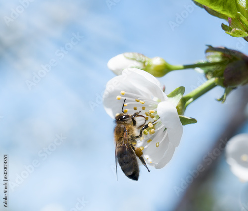 Cherry flower close-up in which a bee sits © Татьяна Качайло