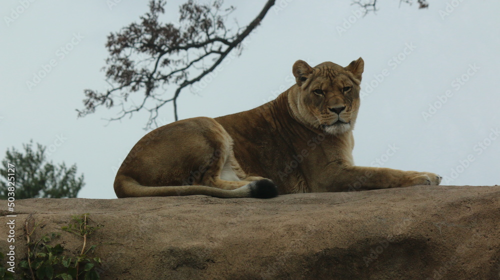 Obraz premium Lioness on her rock