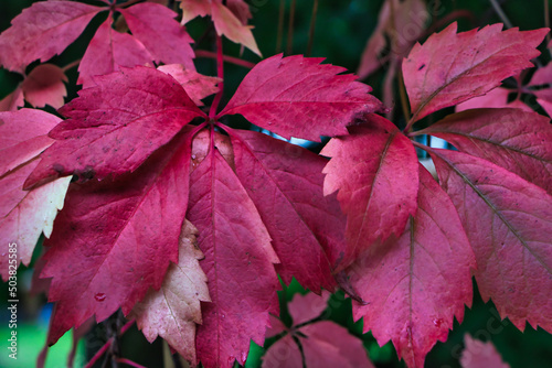 red and green leaves