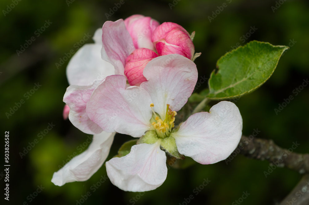 Fototapeta premium Blooming fruit tree. Close-up view of apple tree blossom.
