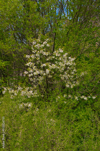 Fototapeta Naklejka Na Ścianę i Meble -  Wild cherry. A fruit tree that grows among wild vegetation.