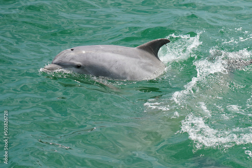 A Common Bottlenose Dolphin swimming alongside a boat off the coast of Virginia