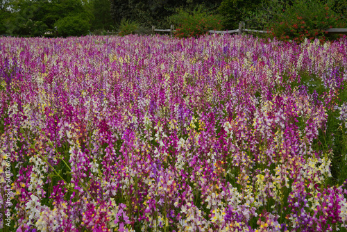 A field of Spurred Snapdragons in bloom