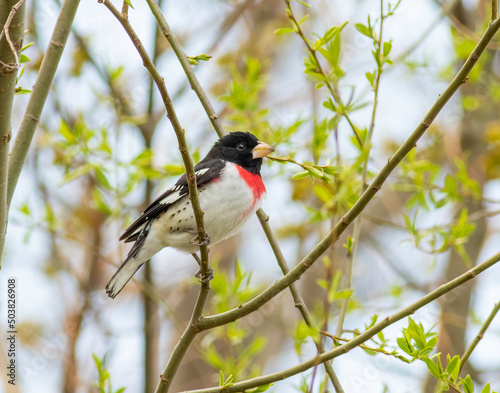 A Rose-breasted Grosbeak perched in a tree during spring bird migration along the Magee Marsh boardwalk in north Ohio. 