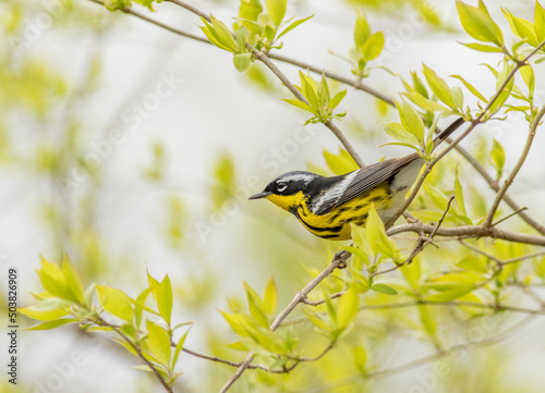 A male magnolia warbler perched in a bush during spring bird migration along the Magee Marsh Boardwalk in northern Ohio. 