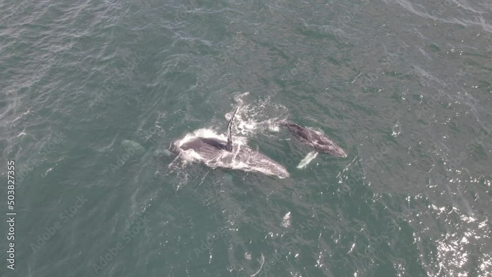 Humpback Whale With Calf Flapping Its Pectoral Fin On The Water. - aerial Humpback Whale With Calf Flapping Its Pectoral Fin On The Water. - aerial