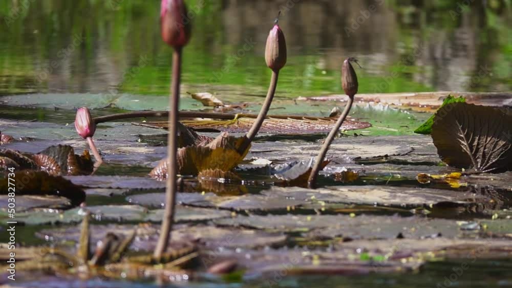 Pink Flower Buds of Giant Water Lily in Pond Pink Flower Buds of Giant Water Lily in Pond