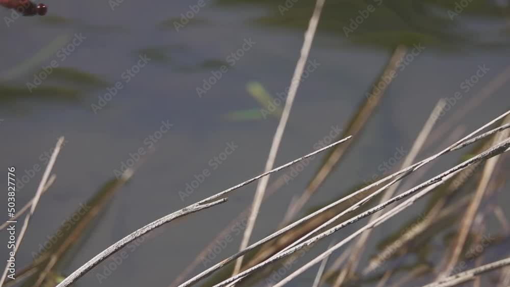 Dragonfly Perched on Grass over Pond Dragonfly Perched on Grass over Pond