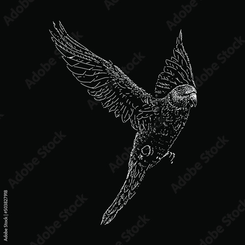 parakeet hand drawing vector illustration isolated on black background photo