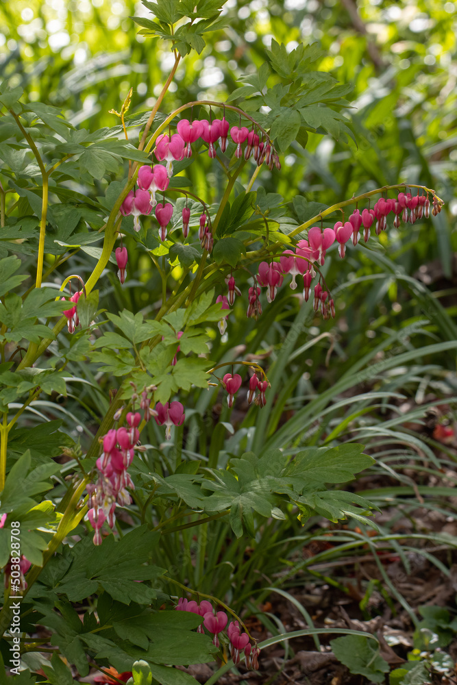 Fototapeta premium Large Dicentra spectabilis plant in flower in spring