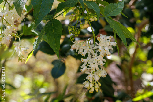 Hanging Staphylea colchicha flowers in spring photo