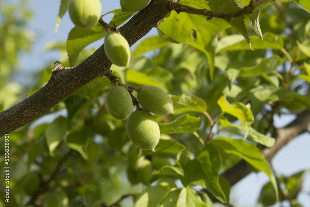 Plums hanging on branches on a farm.