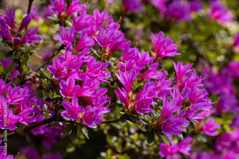 Group of purple Rhododendron Kurume flowers in spring Group of purple Rhododendron Kurume flowers in spring