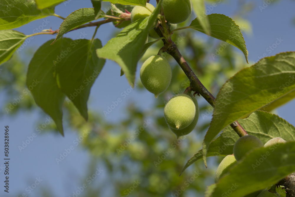 Plums hanging on branches on a farm.