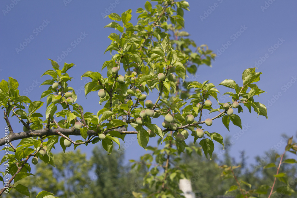 Plums hanging on branches on a farm.