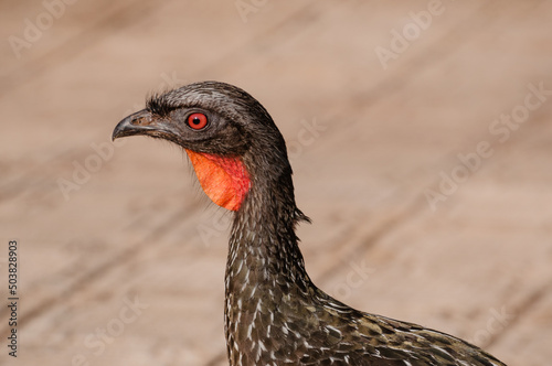 Detalhe de uma ave conhecida pelo nome de jacu-de-barriga-castanha pertecente à fauna brasileira photo
