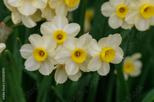Schilderij op canvas A cluster of pale yellow Narcissus Minnow flowers in spring