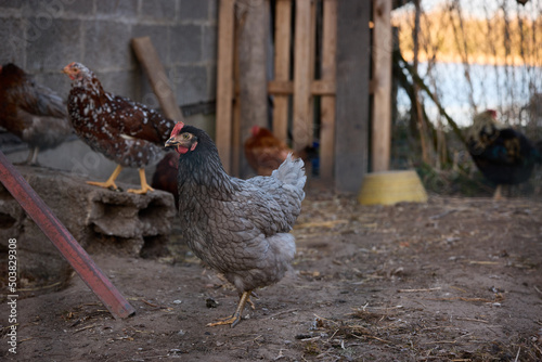 Free-range chicken walking outdoors countryside garden, farmyard