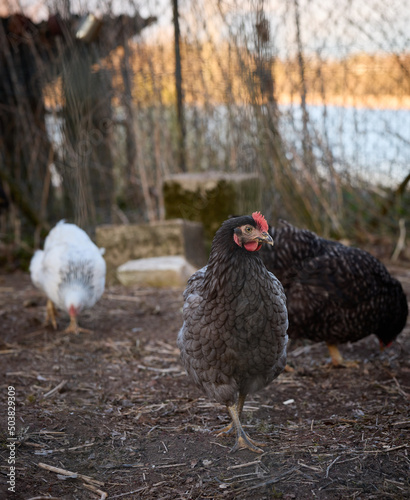 Free-range chicken walking outdoors countryside garden, farmyard