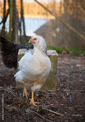 White free-range chicken outdoors countryside garden 