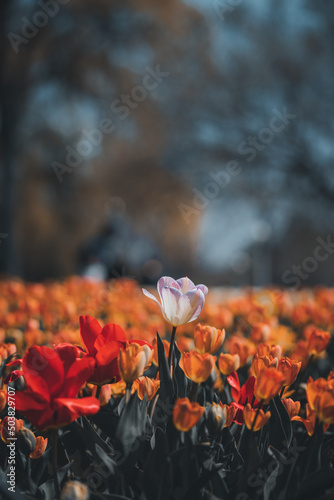 Amazing colorful tulip flowers blooming in a tulip field. Tulips field. Pink flower tulips flowering in tulips field.
