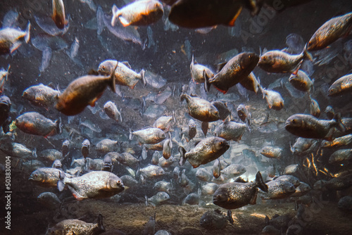 Shoal of piranha in aquarium in Denmark photo