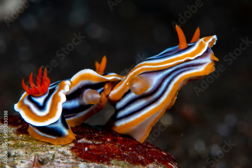Nudibranch (sea slug) - Magnificent Chromodoris -Chromodoris magnifica mating. Underwater macro world of Tulamben, Bali, Indonesia.